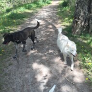 Piper & Kia #calgarydogwalks #dogwalkerincalgary #packwalksyyc
