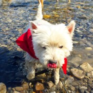 Iggy looooooves all you can drink water!! #allbreedsallsizes #packwalksyyc #runswithroverNW