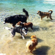 Three puppies up front… Tough little Wiley who loves to wrestle with Lennon. And Whalen in the back watching big Nelson in the river and Samson only concerned with who he's going to play with next. #packwalksyyc