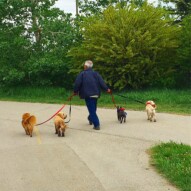 He's hired!! Miguel's dad lends a helping hand… #dogwalking #runswithroverNW Max, Fozzy, Molly & Taz