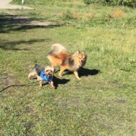 Milo & Wiley #dogwalksincalgary #packwalksyyc #allbreedsallsizes