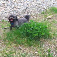 Sophie playing hide and seek!!#allbreedsallsizes #calgarydogwalks #dogs #dogwalking #packwalksyyc