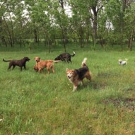 Walking in the rain #packwalksswcalgary #dogwalksinswcalgary #packwalksyyc