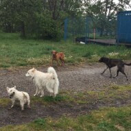 Iggy, Kia, River & Piper #dogwalkerinyyc #packwalksswcalgary