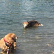 Finnegan and Fred #dogwalkingcalgary #packwalksyyc