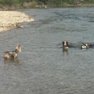 Waylon and Lennon go for a swim, while Ruby watches. #allbreedsallsizes #dogwalksinswcalgary
