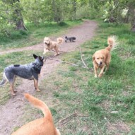 Sarge, Guinness, Abby and Sophie #allbreedsallsizes #dogwalkerincalgary #packwalksincalgary