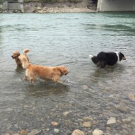 Guinness, Bebe and Storm #packwalksswcalgary #packwalksinyyc #calgarydogwalks