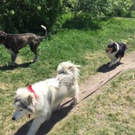 Piper, Storm and Kona #packwalksswcalgary #calgarydogwalks