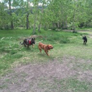 And they're off: Gander & River #calgarydogwalks #dogwalkingcalgary