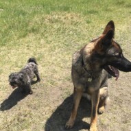 Sophie & Gander #allbreedsallsizes #calgarydogwalks #packwalksswcalgary