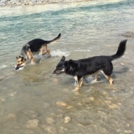 Bailey and Teela #calgarydogwalks #dogwalkingcalgary #packwalksswcalgary