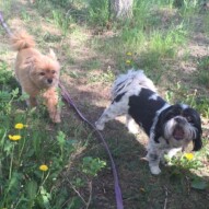 Oliver & Ace #allbreedsallsizes #dogwalkingcalgary #packwalksinyyc