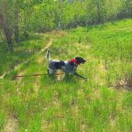 Vin enjoying the long grass. #allbreedsallsizes #runswithroverSW