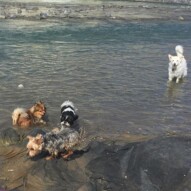 Ruby, Wiley, Ace and Kia #allbreedsallsizes #calgarydogwalks #dogwalkerinyyc