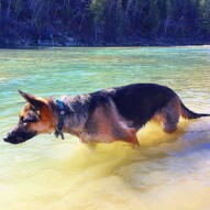 Beautiful Bailey making sure all is well on her river rounds. #allbreedsallsizes #dogwalks #germanshepard #runswithroverSW