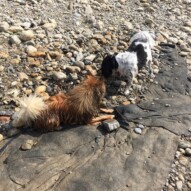 Ace and Wiley #allbreedsallsizes #packwalksinyyc #calgarydogwalks