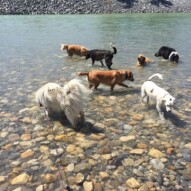 Afternoon pack, enjoying the river #calgarydogwalks #packwalksincalgary #yycdogwalker