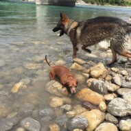 Lolo & Gander #allbreedsallsizes #calgarydogwalks