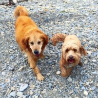 #bestbuds Fin & Fozzy about to take a swim. Then a dirt roll for Fin.  #allbreedsallsizes #packwalksyyc #dogs #dogwalking #runswithroverNW