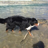 Nelson, going for a dip #calgarydogwalks #packwalksyyc