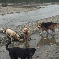 Buddy, Sydney, Fozzy and Fred #packwalksincalgary #dogwalkerincalgary #packwalksyyc