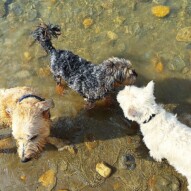 Part one of two… "The Terrier Trio" #allbreedsallsizes #runswithroverNW