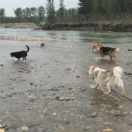 Buddy, Kona and Fred #packwalksyyc #dogwalkingcalgary #allbreedsallsizes