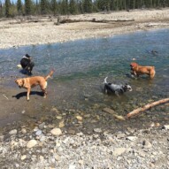 Storm, Molly, River and Sarge #allbreedsallsizes #dogwalkerinyyc #packwalksinyyc