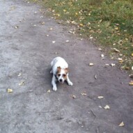 Ellie's first pack walk.