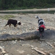 Waylon & Vin #dogwalkingcalgary #calgarydogwalks #packwalksswcalgary