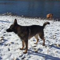 Gander & River #dogwalkingcalgary #packwalksyyc