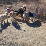 Taz, knute, sniper, Quinn, Oliver & Samson #packwalks #yycdogwalking