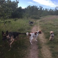 Bailey, Wallace, Ruby and Lennon #allbreedsallsizes #dogwalksincalgary #packwalksyyc