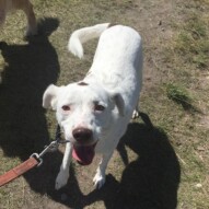 Finn is always full of smiles during our walk #allbreedsallsizes #dogwalkingcalgary #packwalkeryyc