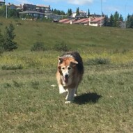 The senior in the pack, Fred #calgarydogwalks #dogwalkingcalgary #packwalksswcalgary