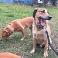 Vinnie & Molly #calgarydogwalks #packwalksinyyc #dogwalkingcalgary