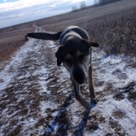 Samson 😇 #packwalks #calgarydogwalking