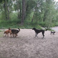 River, Gander, Piper and Sophie #allbreedsallsizes #packwalksincalgary