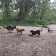 Action shot! #dogwalkingcalgary #allbreedsallsizes #packwalksswcalgary