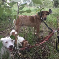 The on leash gang: Finn, Cooper and Vinnie #packwalksincalgary #allbreedsallsizes #dogwalkerincalgary