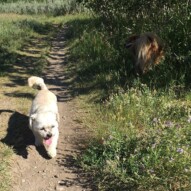 Mr. Baxter and Max #allbreedsallsizes #calgarydogwalks