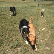Molly, Storm, Piper and Abby #dogwalkingcalgary #packwalksyyc