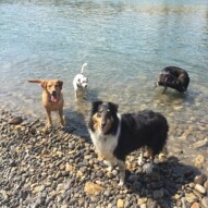 Molly, Finn, Storm and Piper #dogwalksinswcalgary #calgarydogwalks