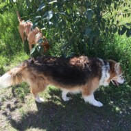 Fred & Molly #calgarydogwalks