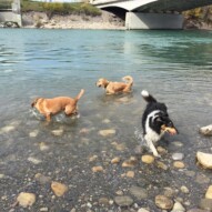 Storm, Molly and Guinness #packwalksinyyc #dogwalkingcalgary