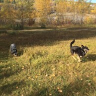 Teela and Sarge #dogwalkerincalgary #calgarydogwalks