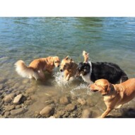 Molly, Storm, Guinness & Bebe #calgarydogwalks #packwalksinyyc #dogwalkerinyyc