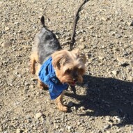 Welcome to the pack, Milo! #allbreedsallsizes #dogwalkingcalgary #packwalkeryyc