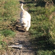 Mr. Baxter #dogwalkingcalgary